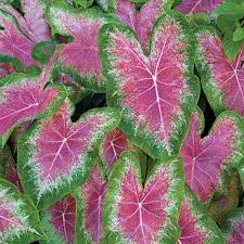 Our Favorite Caladiums Plants Shade Plants Elephant Ear Plant