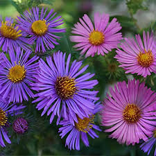 Image result for Aster