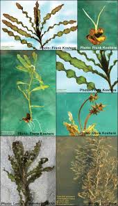 Image result for Potamogeton crispus