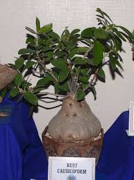 Image result for Stolzia kalkhof-roseae