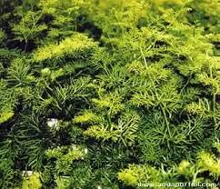 Image result for Parkeriaceae