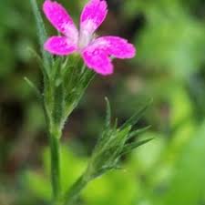 Image result for Caryophyllaceae
