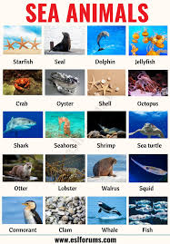 Sea Animals List Of 20 Interesting Sea Ocean Animals With The Picture Esl Forums Ocean Animals Animals Name In English Sea Animals