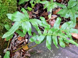 We did not find results for: Leather Leaf Fern Wikipedia