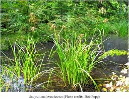 Image result for Bulbostylis megastachys