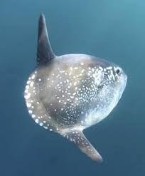 Sunfish supports castling, en passant, and promotion. Die 72 Besten Ideen Zu Mola Mola Mondfisch Mondfisch Fische Wassertiere
