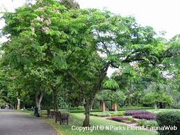 Image result for Cassia javanica