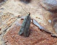 Image result for Bryotropha senectella
