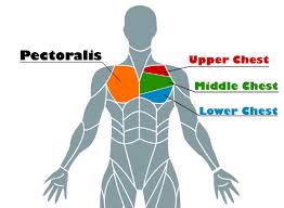 The upper part of the chest, known as the pectoralis major clavicular head, is one of the. The Best Resistance Band Exercises To Target The Upper Chest Biqbandtraning
