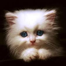 Hilson8 (Matthew Hilson) · GitHub