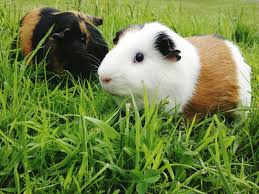 Maybe you would like to learn more about one of these? 8 Fascinating Facts About Guinea Pigs