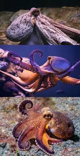 Color Blind Cephalopods May See Color After All Cephalopods See Color Sea World Animals Are Beautiful People Sea World Sea Animals