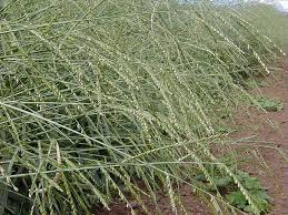 Image result for Urochloa brizantha
