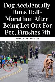 Dog Accidentally Runs Half Marathon After Being Let Out For Pee Finishes 7th Animal Stories Running Half Marathons Dog Stories