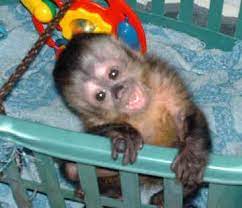 Capuchin Monkey Pet Google Search Cute Baby Monkey Pet Monkey Baby Monkey Pet