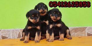 Rottweiler Yavrusu Rottweiler Yavrulari Rottweiler