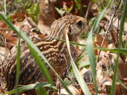 They also tear up flower beds and gardens. Ground Squirrel Control And Treatments For The Home Yard And Garden