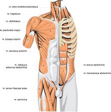 The deltoid, teres major, teres minor, infraspinatus, supraspinatus (not shown) and subscapularis muscles (not shown) all extend from the scapula to the humerus and act on the shoulder joint. Upper Body Muscle Imbalances Strong Links Fitness