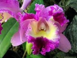 Jardin De Guarias Repotting Orchids African Violets Plants Beautiful Flowers