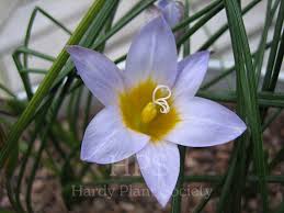 Image result for Romulea camerooniana