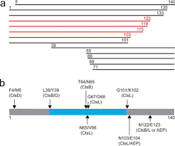 C Terminal A Synuclein Truncations Are Linked To Cysteine Cathepsin Activity In Parkinson S Disease Journal Of Biological Chemistry