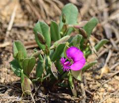 Image result for Polygala transvaalensis