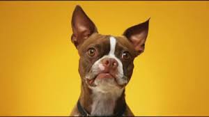 Lots of fireworks in the night sky for festive atmosphere. Smiling Dogs Gifs 30 Animated Pics Of Cute Dog Smiles