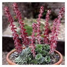 Image result for Galiniera saxifraga