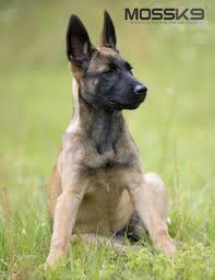 Known for their unending loyalty and devotion, the malinois is a highly trainable, protective, and focused breed that thrives off of the bonds. Belgian Malinois Puppy Malinois Puppies Malinois Belgian Malinois