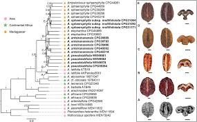 Image result for Ampelocissus obtusata