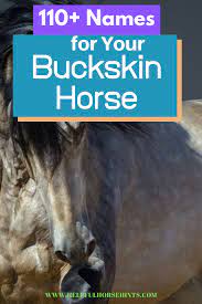 Tan or gold coloured coat with black mane, tail and lower legs. 110 Buckskin Horse Names Buckskin Horse Horse Names Horses