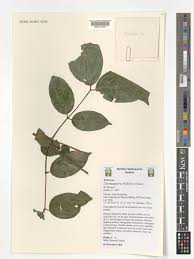 Image result for Cremaspora triflora