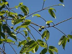 Image result for Antiaris