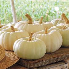 The valencian community's 1982 statute of autonomy and the spanish constitution officially recognise valencian as the regional language. Organic Non Gmo Valenciano Pumpkin