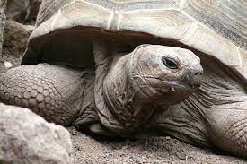 A close up of a turtle on the ground. Turtle tortoise close. - PICRYL - Public Domain Media Search Engine Public Domain Image