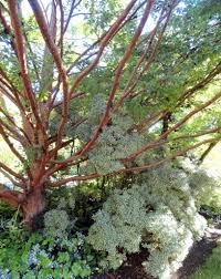 Frequently on thursdays i am truant from work, driving off for a hike or to visit gardens and nurseries, usually accompanied by my gra. Pin On Gardens