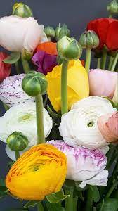 Wholesale White Ranunculus Flower In Bulk For Wedding More In 2020 White Ranunculus Wholesale Flowers Ranunculus Flowers