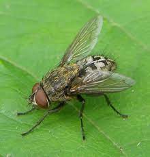 How To Get Rid Of Cluster Flies Nexus Property Services