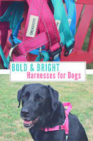 Looking For A Dog Harness That Is Functional And Stylish Check Out Our Review Of The Dexdog Ezharness Which Is Available Dog Harness Dogs Dog Walking Harness