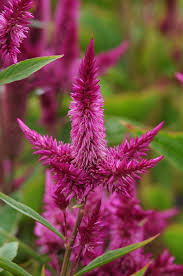 Image result for Celosia