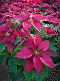 Pin By Flower Power Garden Center On Christmas Is Coming Garden Center Flowers Flower Power