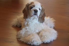 Fundraiser by Marty Taylor : Donate to Help My Babies