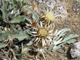 Image result for Dicoma capensis