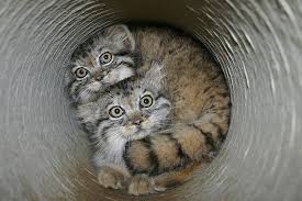 Don't miss what's happening in your neighborhood. The Manul Cat Is The Most Expressive Cat In The World