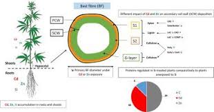 1.1 plant cell walls plant cell walls are diverse in their polymer composition, which vary among plant. Impact Of Cadmium And Zinc On Proteins And Cell Wall Related Gene Expression In Young Stems Of Hemp Cannabis Sativa L And Influence Of Exogenous Silicon Environmental And Experimental Botany X Mol