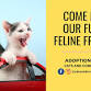 Cats & Coffee!! - Adoption Event @ Fika Fika event image