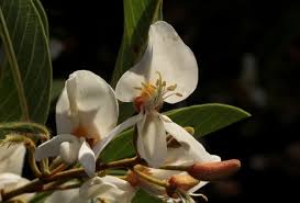 Image result for Baphia massaiensis