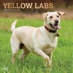 Goldberry Yellow Labs - Labrador Retriever Puppies for ...