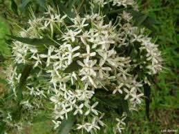 Image result for Pavetta revoluta