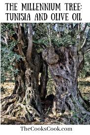 The Millennium Tree Tunisia And Olive Oil The Cook S Cook Tree Olive Oil Olive Tree